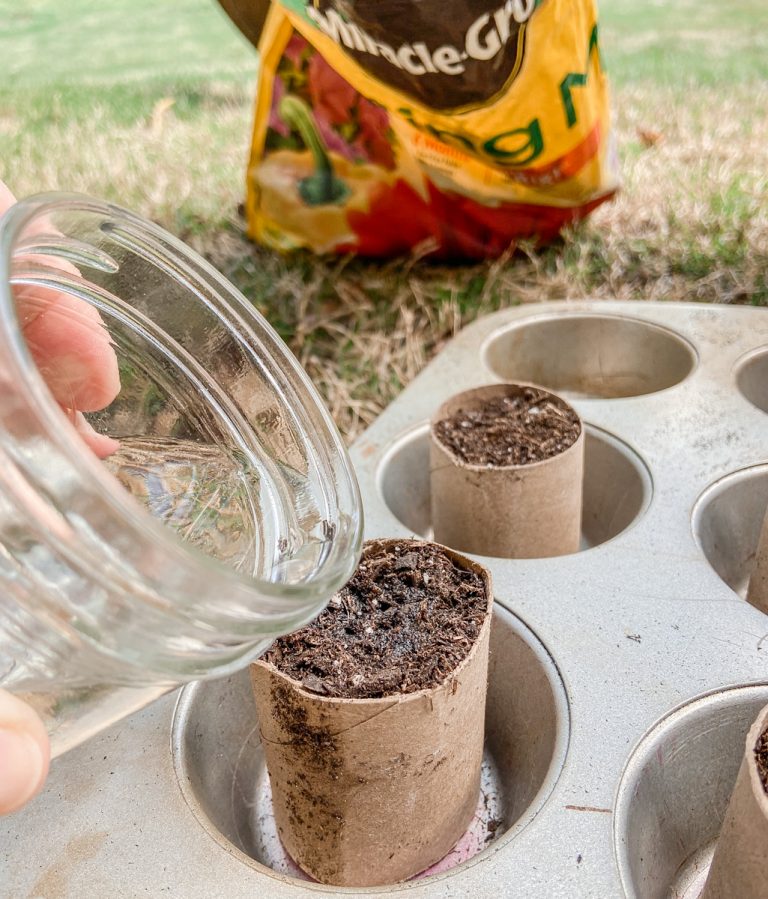 Seed Starting Using Toilet Paper Rolls