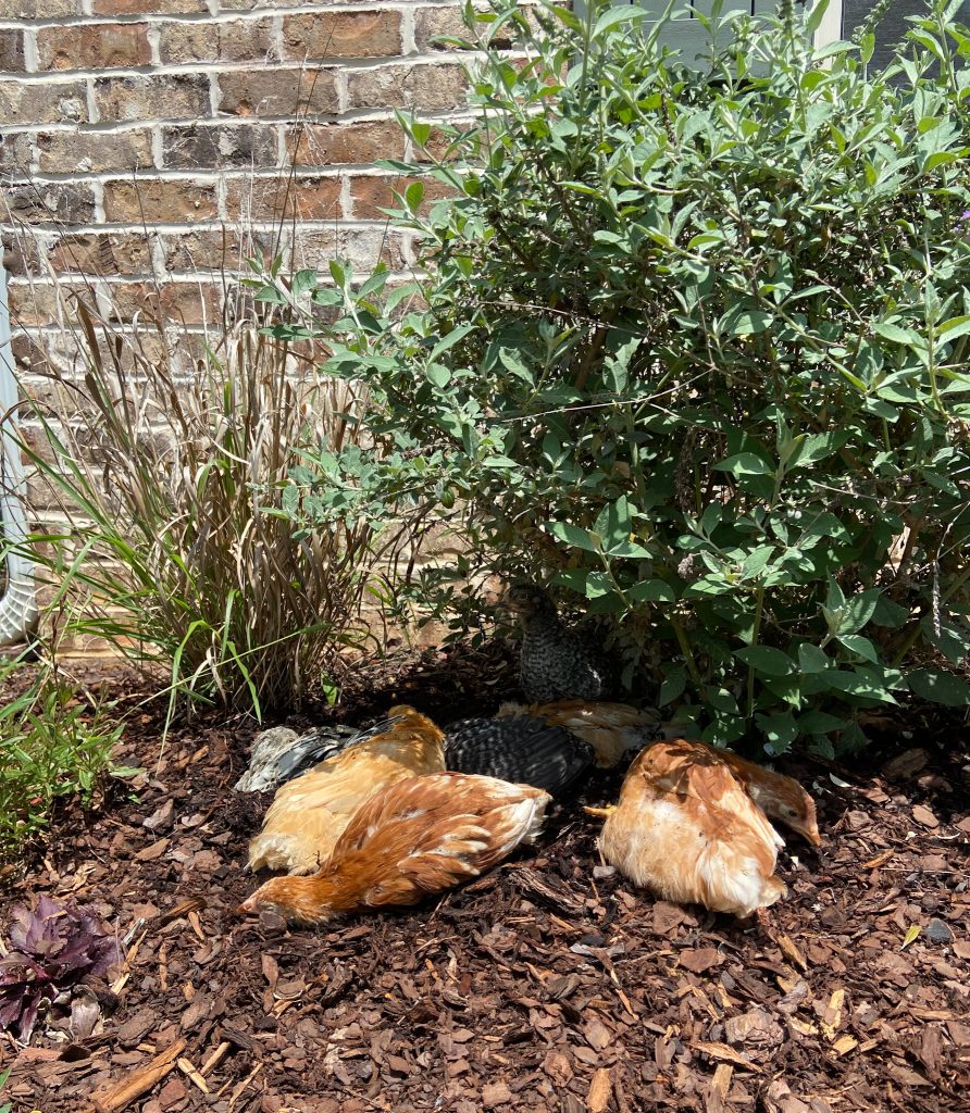 chickens dust bathing in the shade under a bush