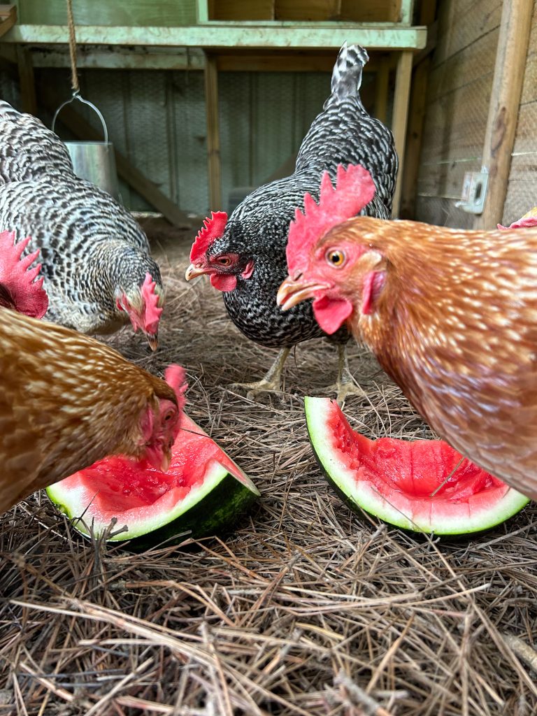 Keeping chickens cool in the summer