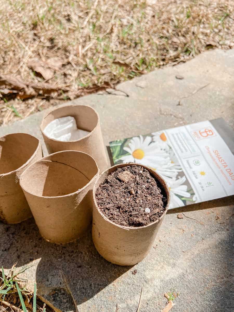 Seed Starting Using Toilet Paper Rolls Chasing Our Simple seed-starting-using-toilet-paper-rolls-chasing-our-simple
