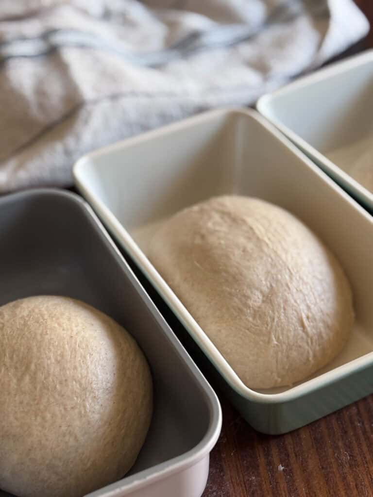 dough resting in baking pans