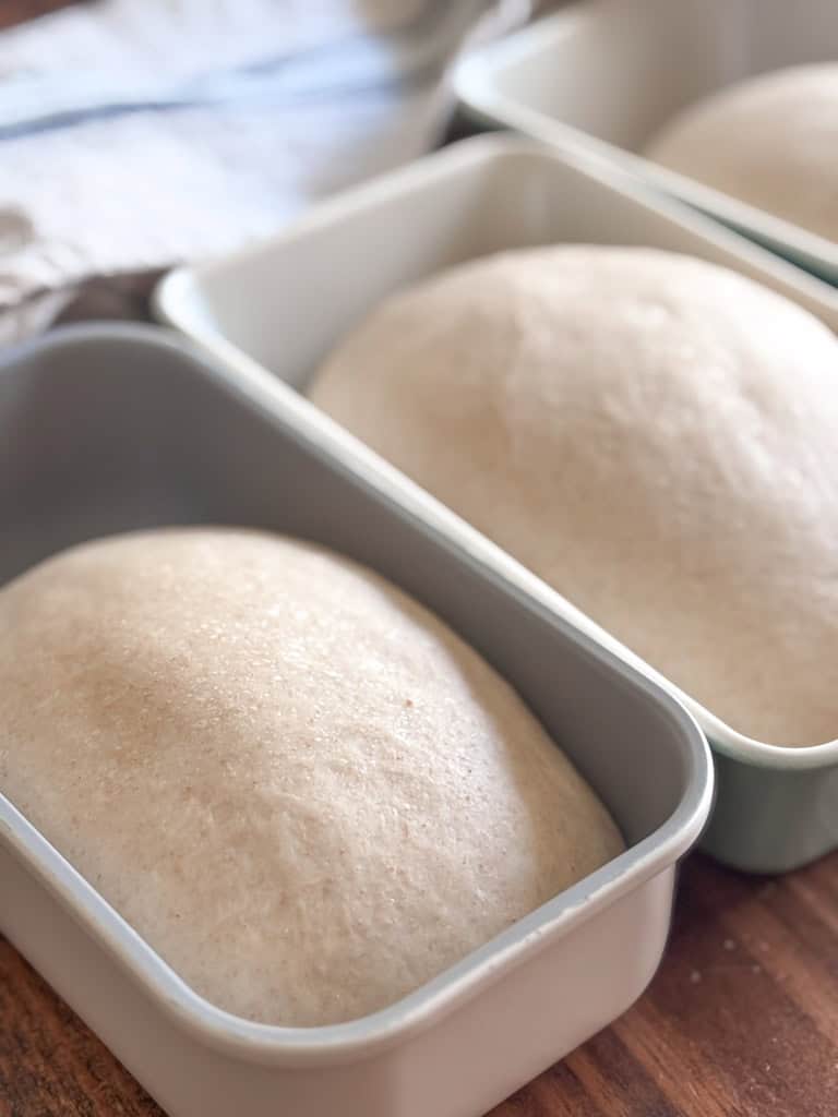 loves of bread rising in pans