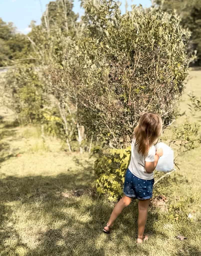 child picking blueberries